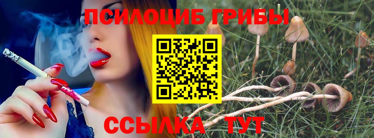 Галлюциногенные грибы Psilocybine cubensis Назарово